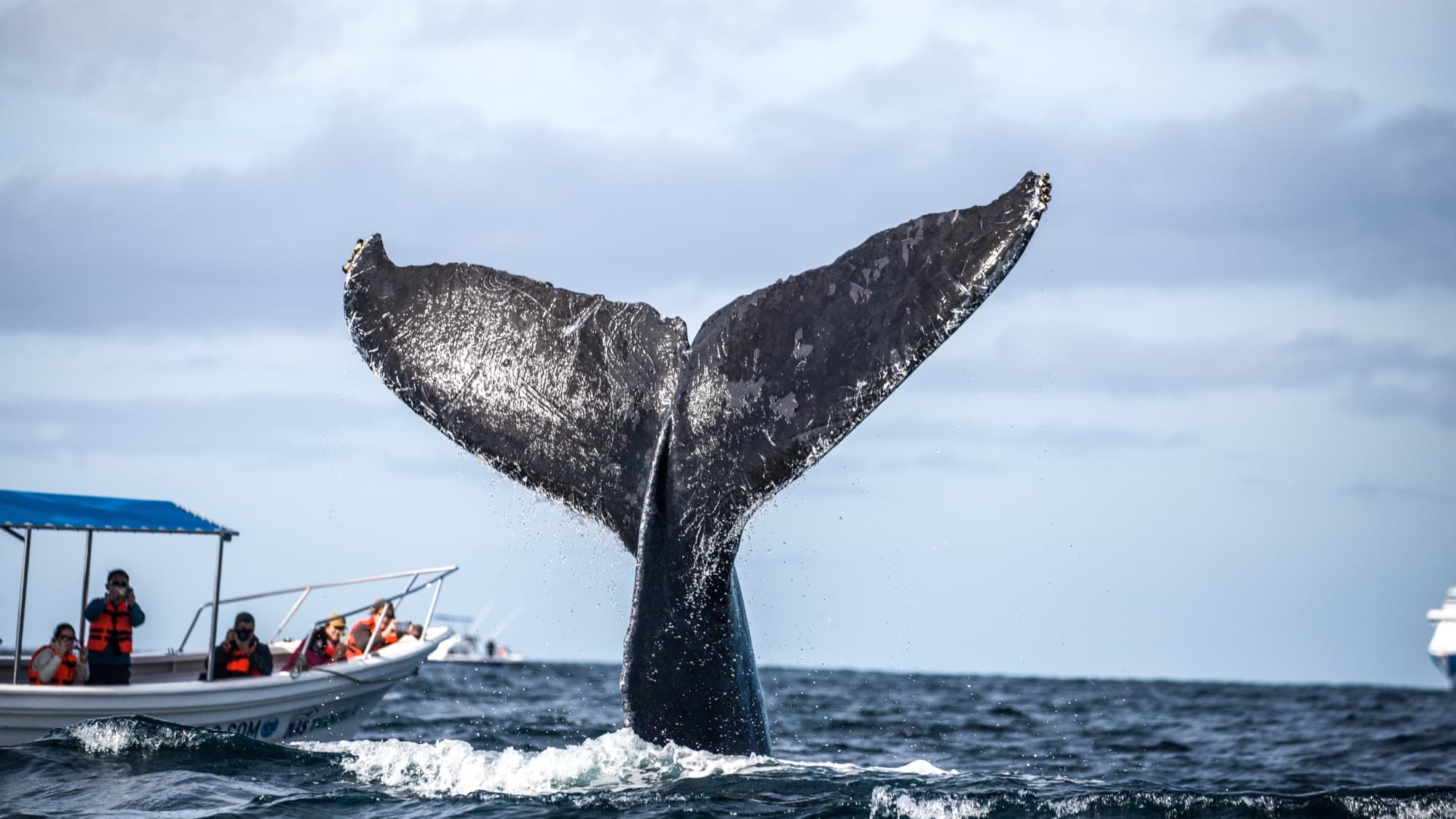Marine Life & Whale Watching
