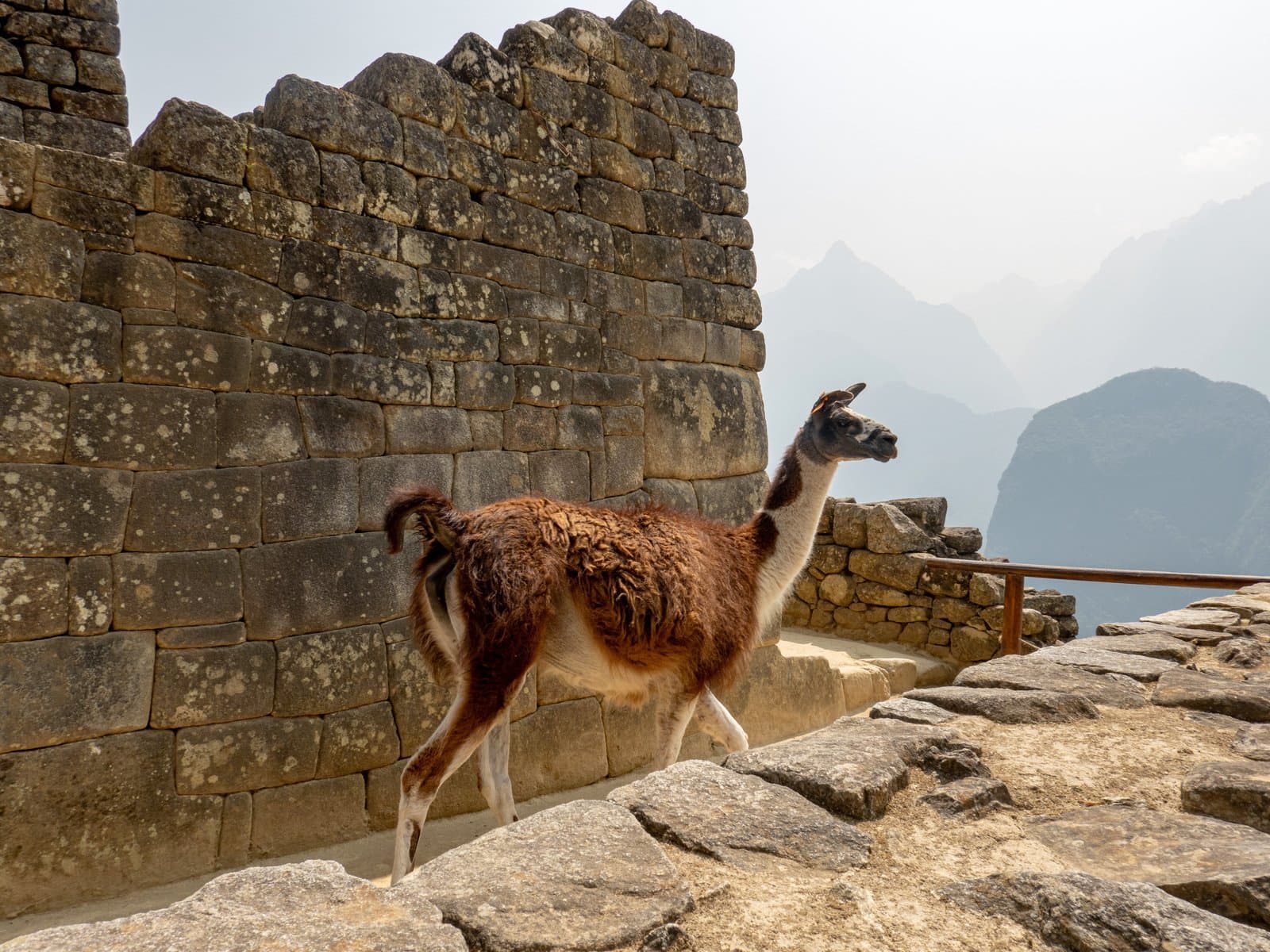 Llama grazing at Machu Picchu