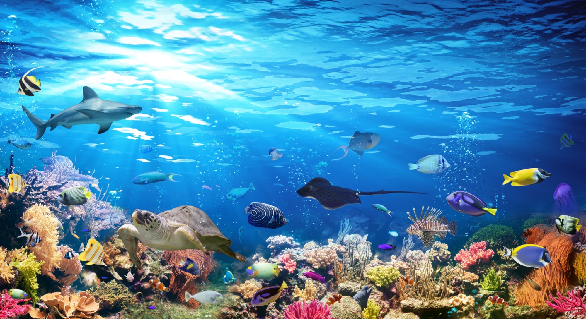 Underwater Wonders