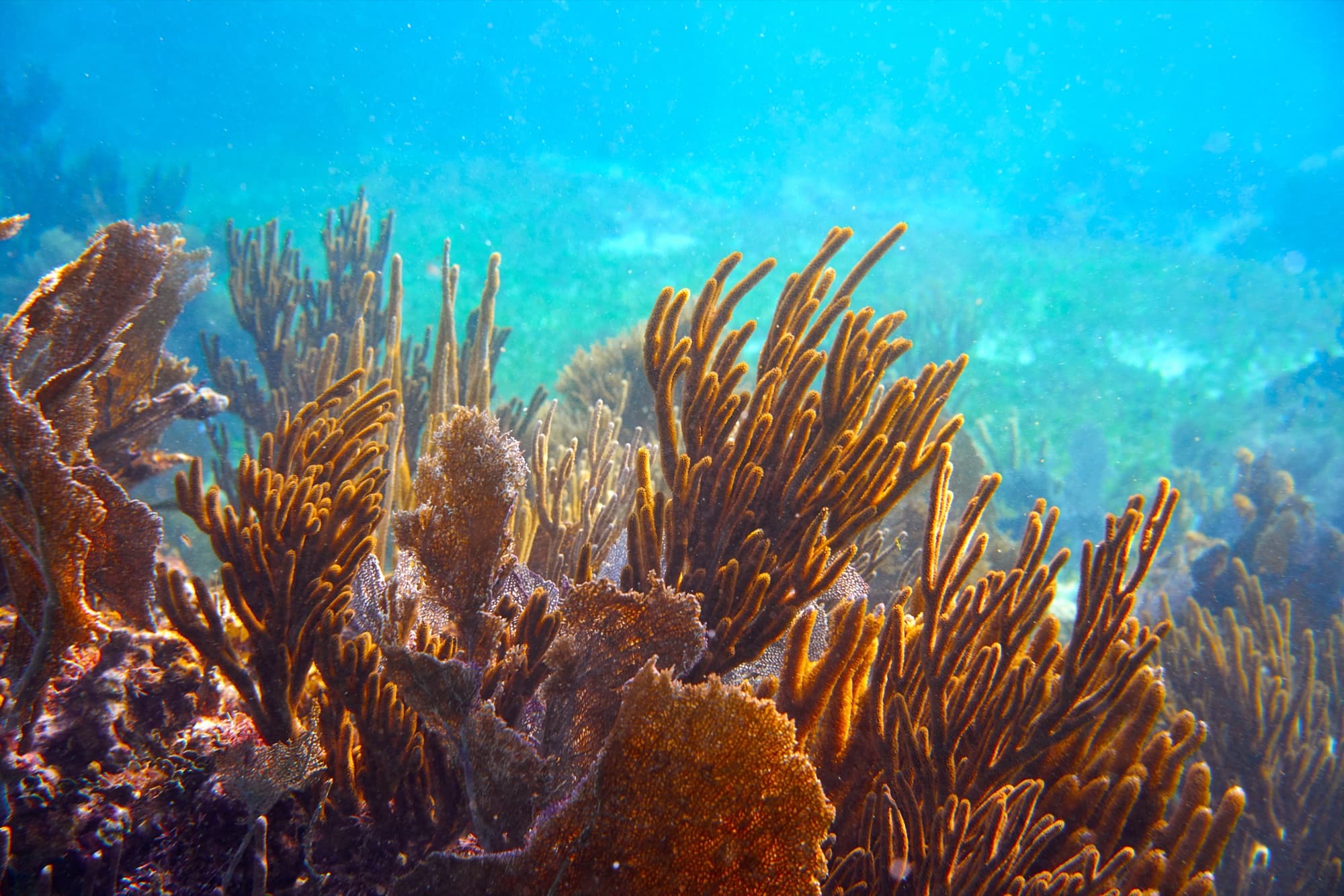 Reef & Ocean Adventures