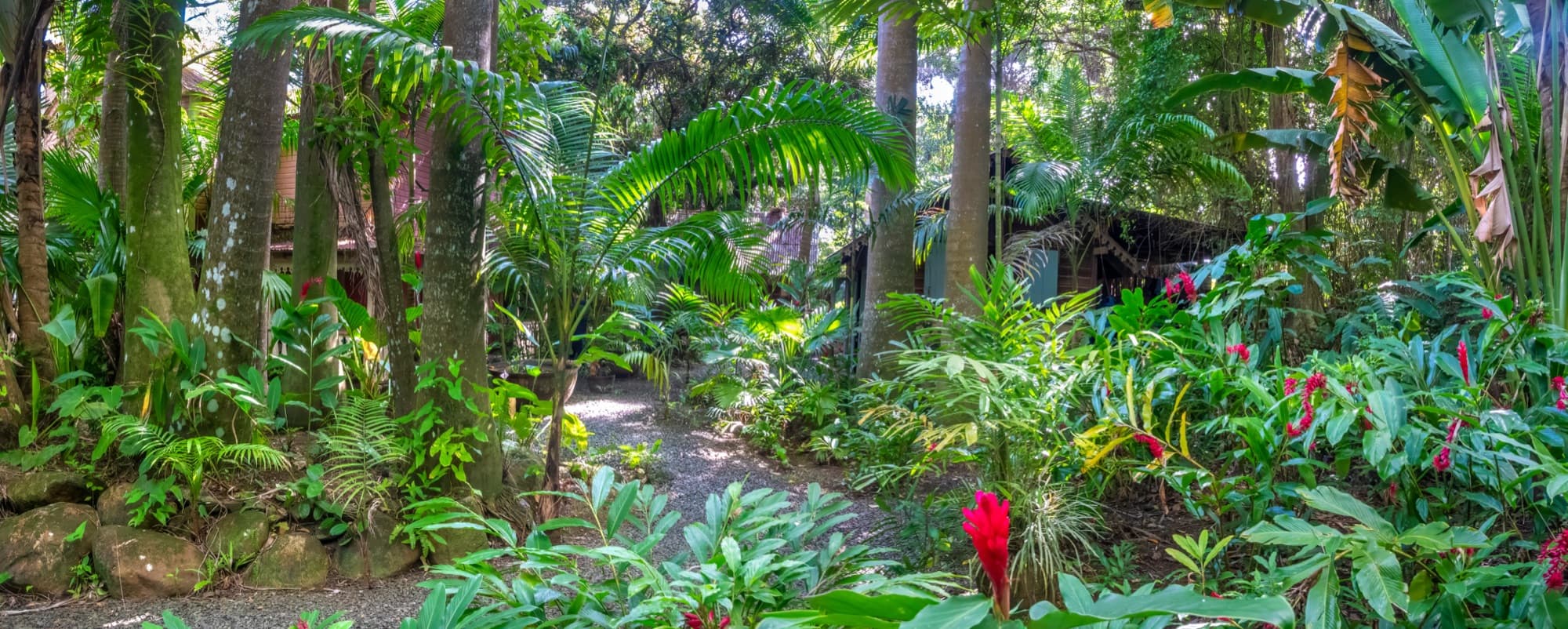Rainforest & Nature
