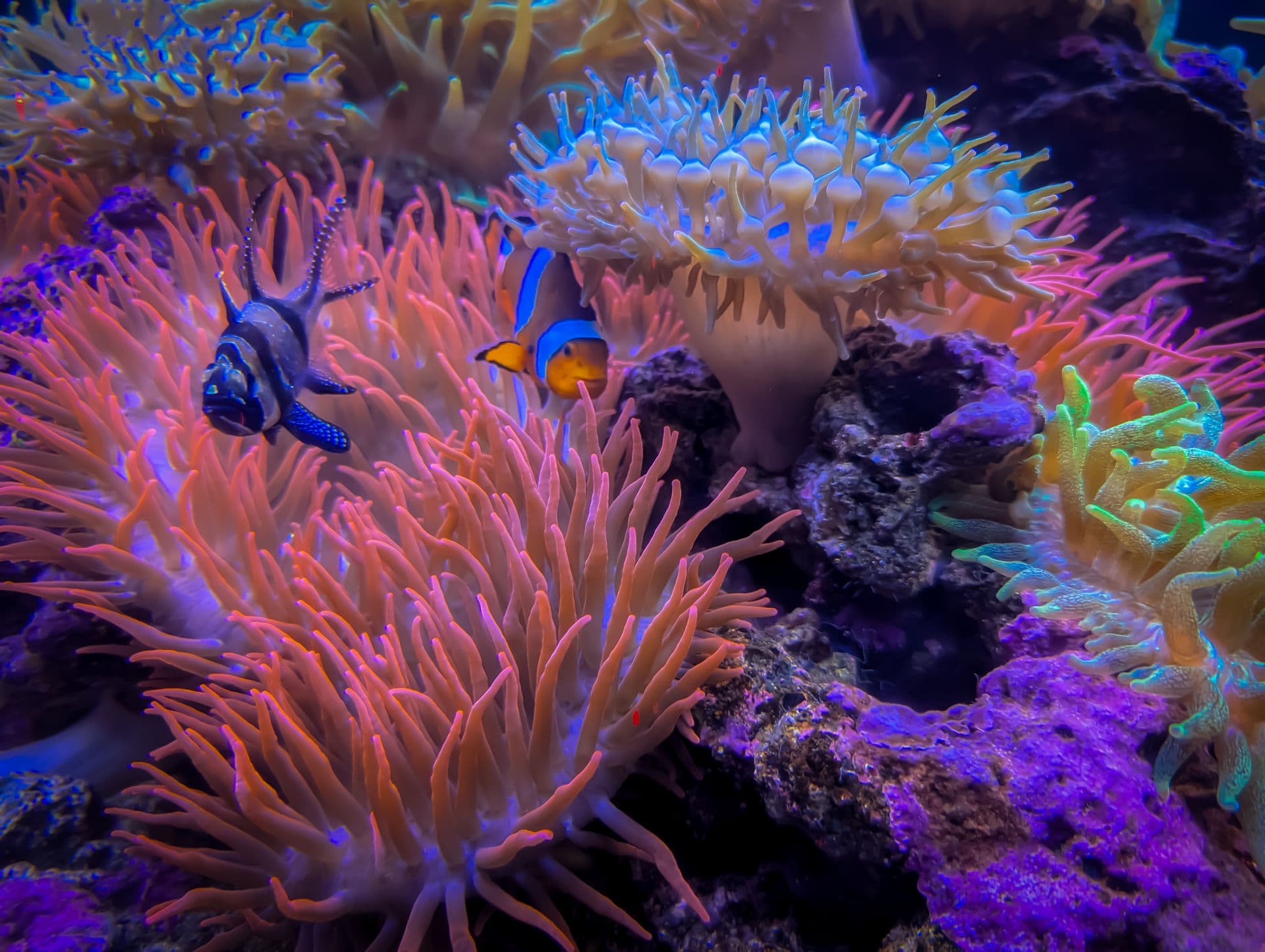 Downtown Aquarium