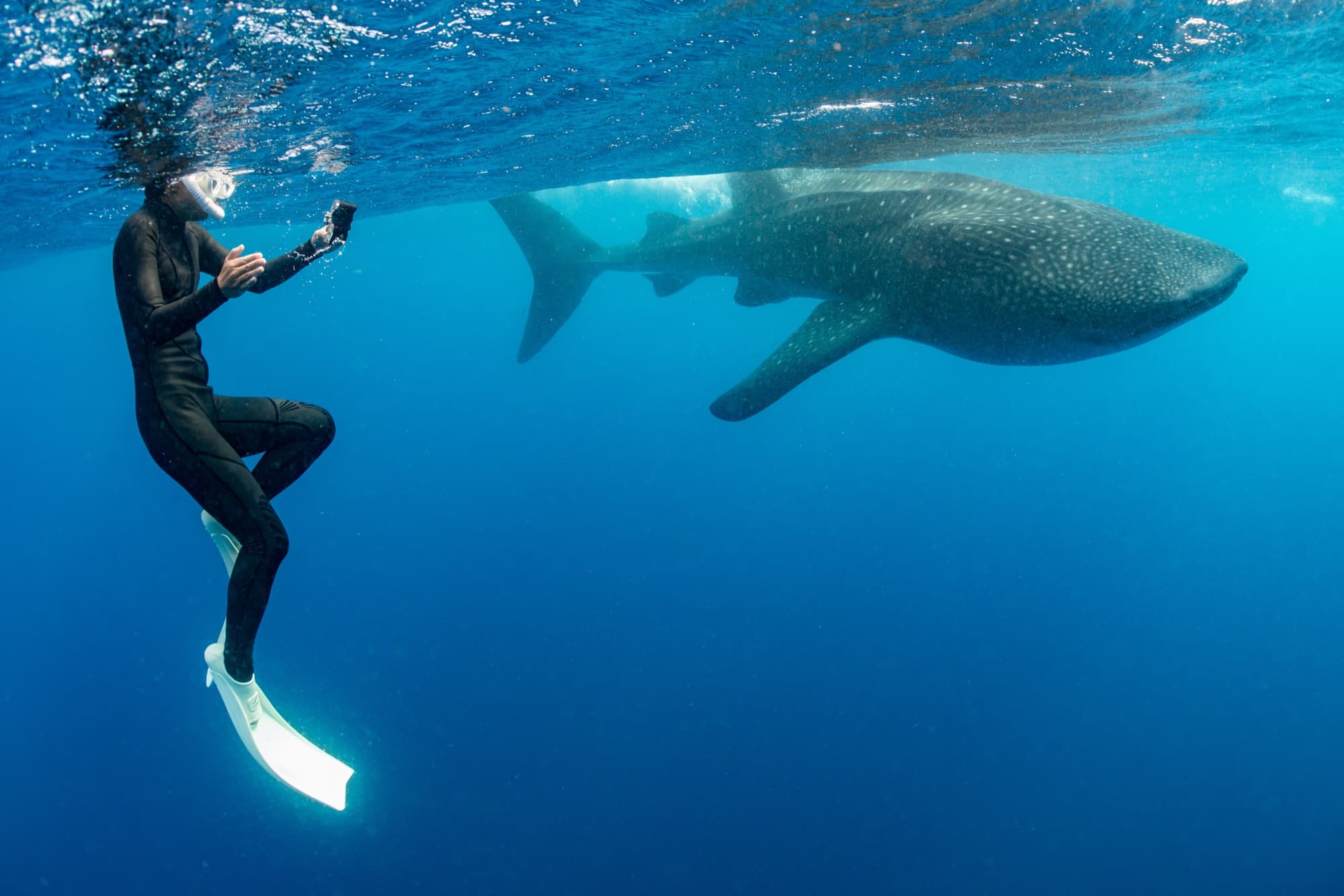 Whale Shark Encounters