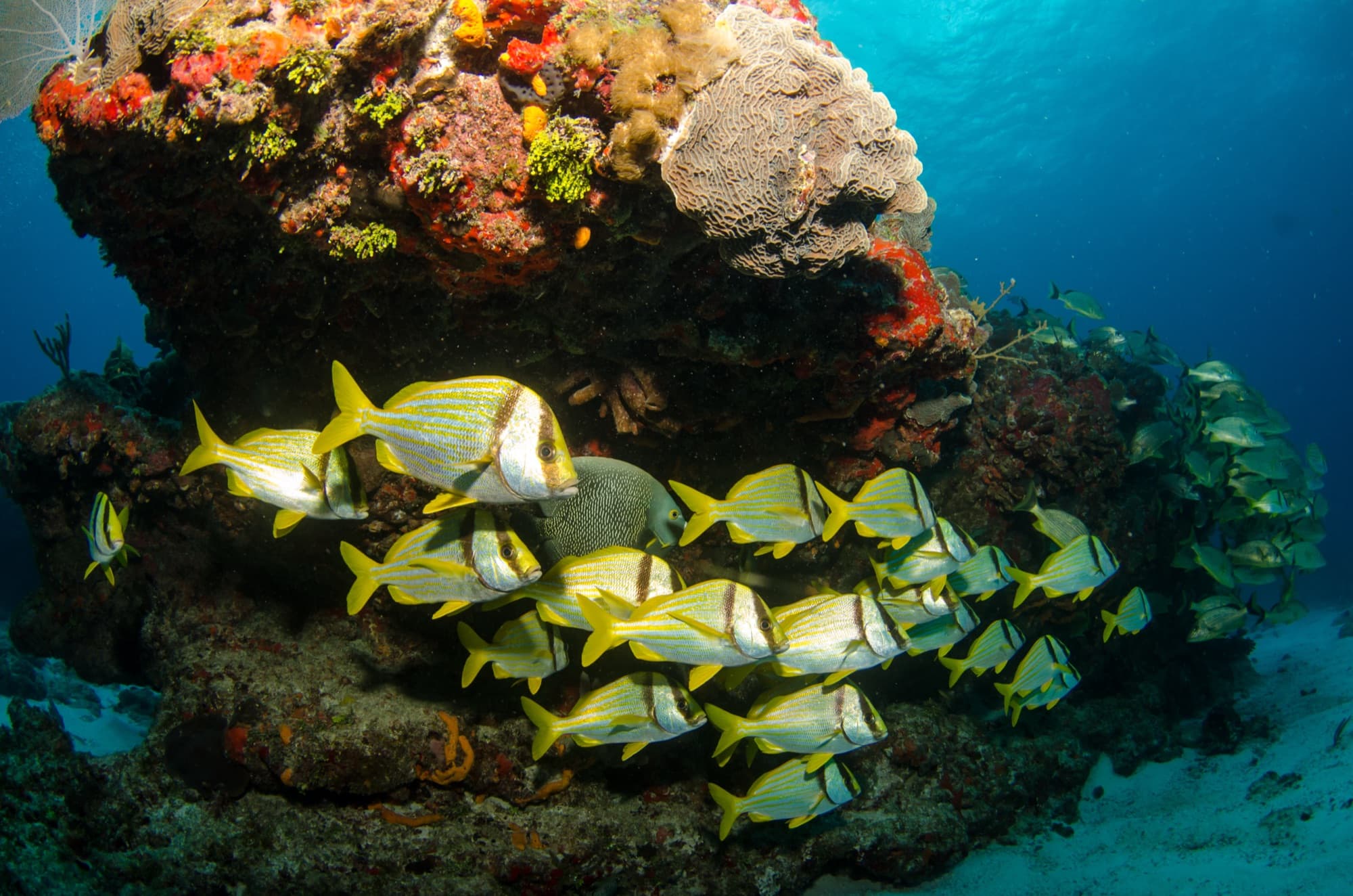 Cozumel & Island Life