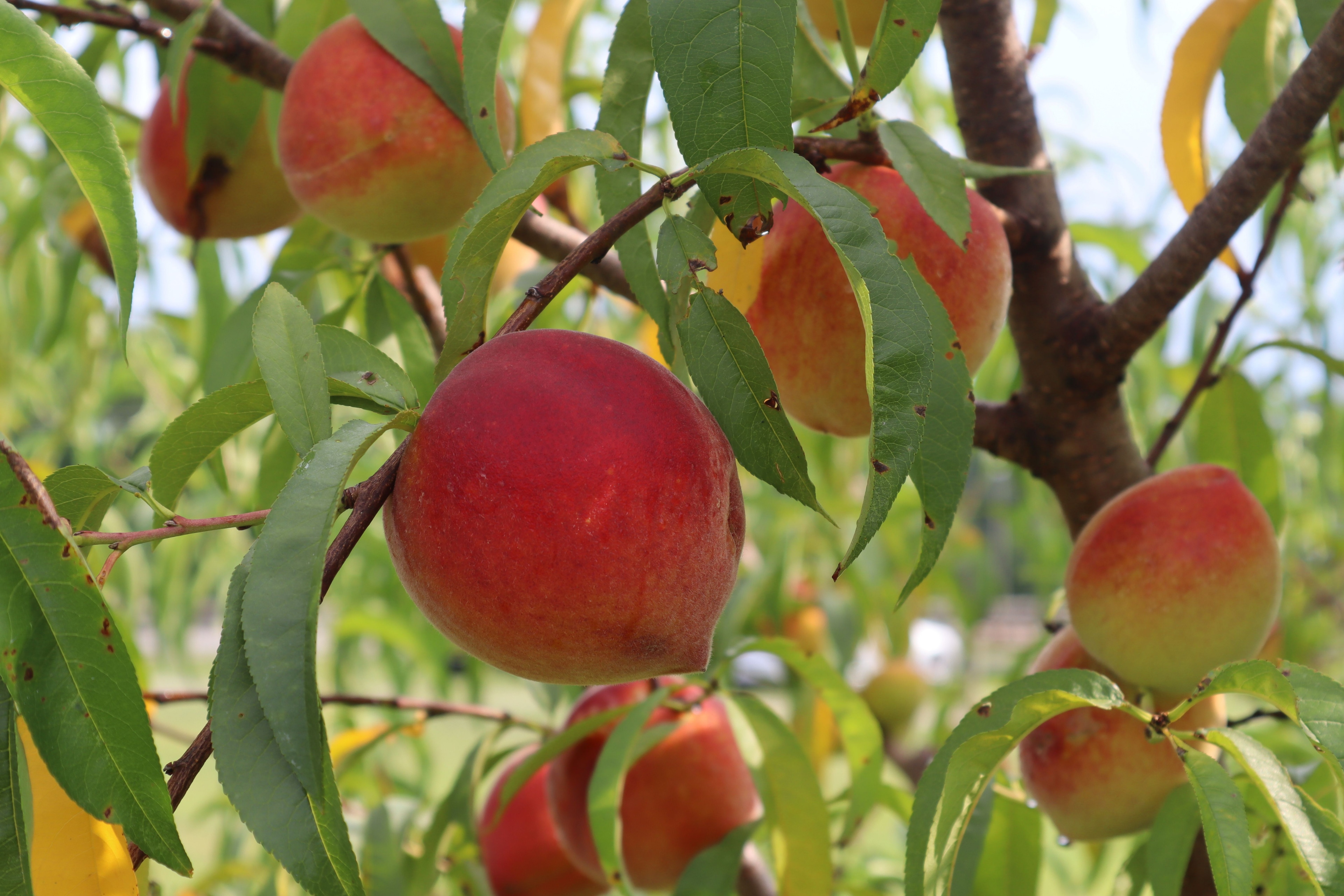 Gallery image for Palisade (CTY-8)