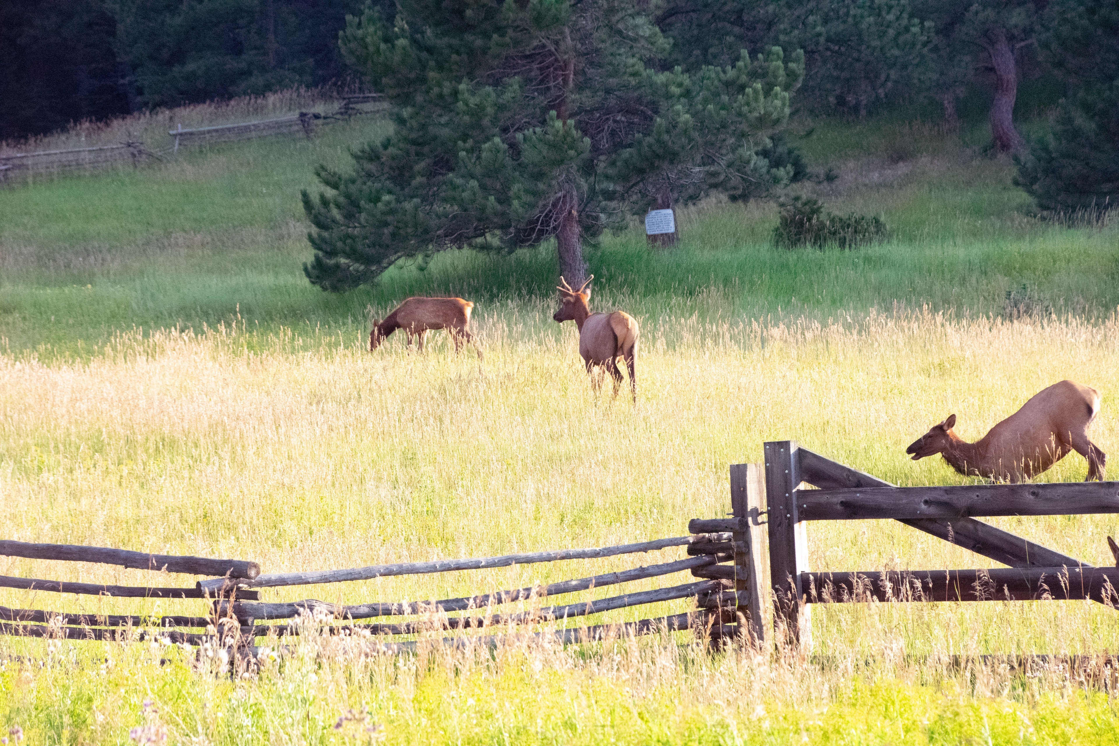 Image for Evergreen (CTY-9)