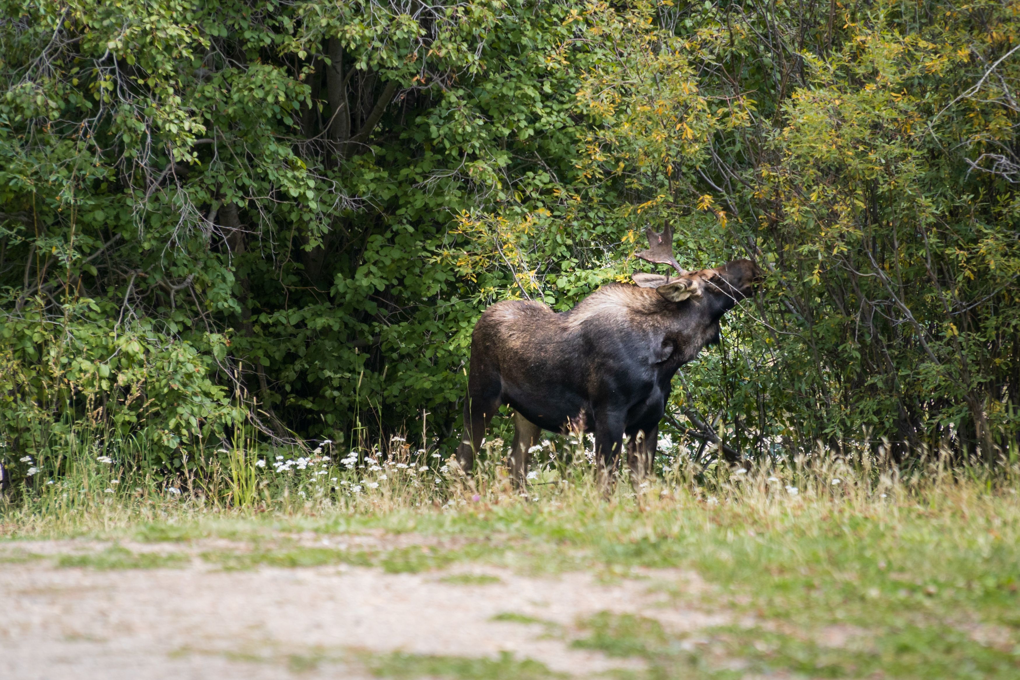 Image for Breckenridge (CTY-7)