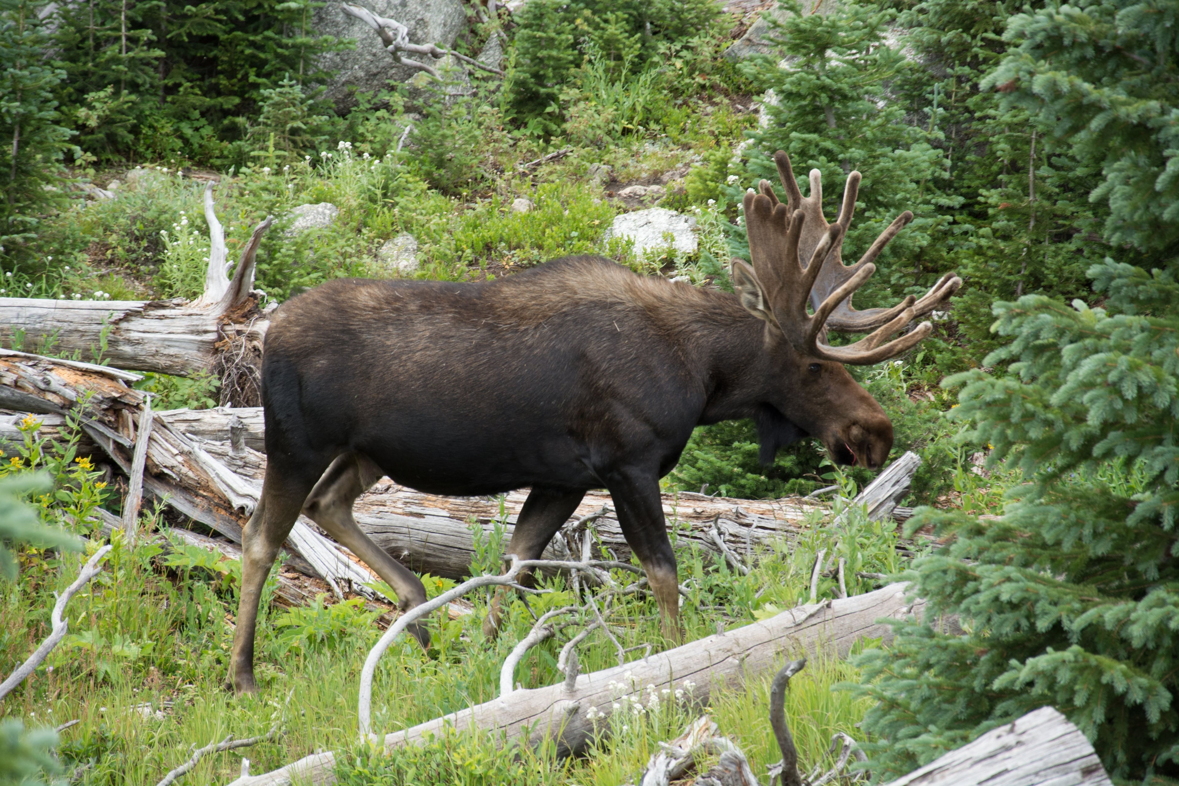 Image for Rocky Mountain National Park (RMNP) (NP-2)