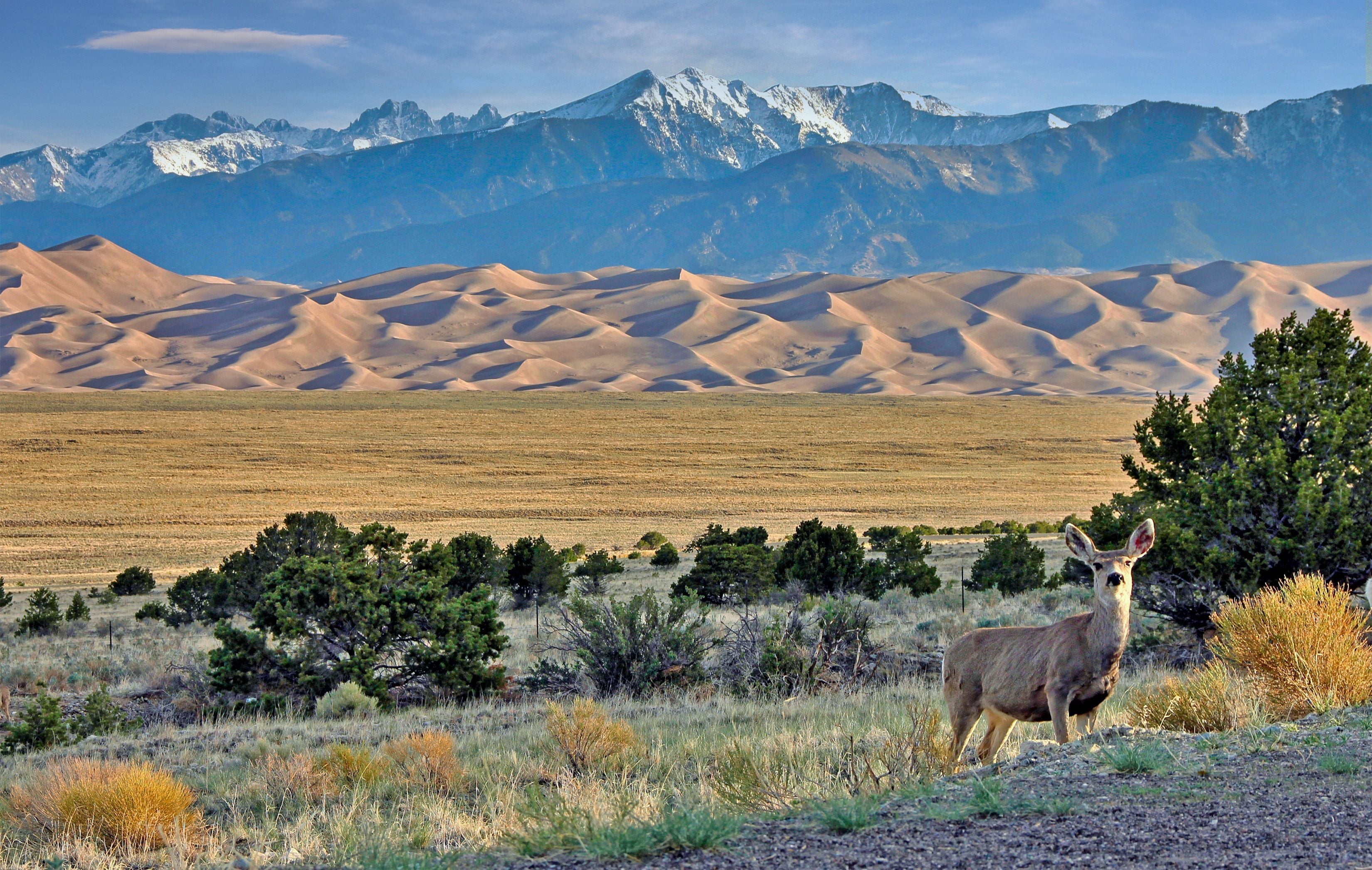 Image for Great Sand Dunes National Park and Preserve (PL-3)