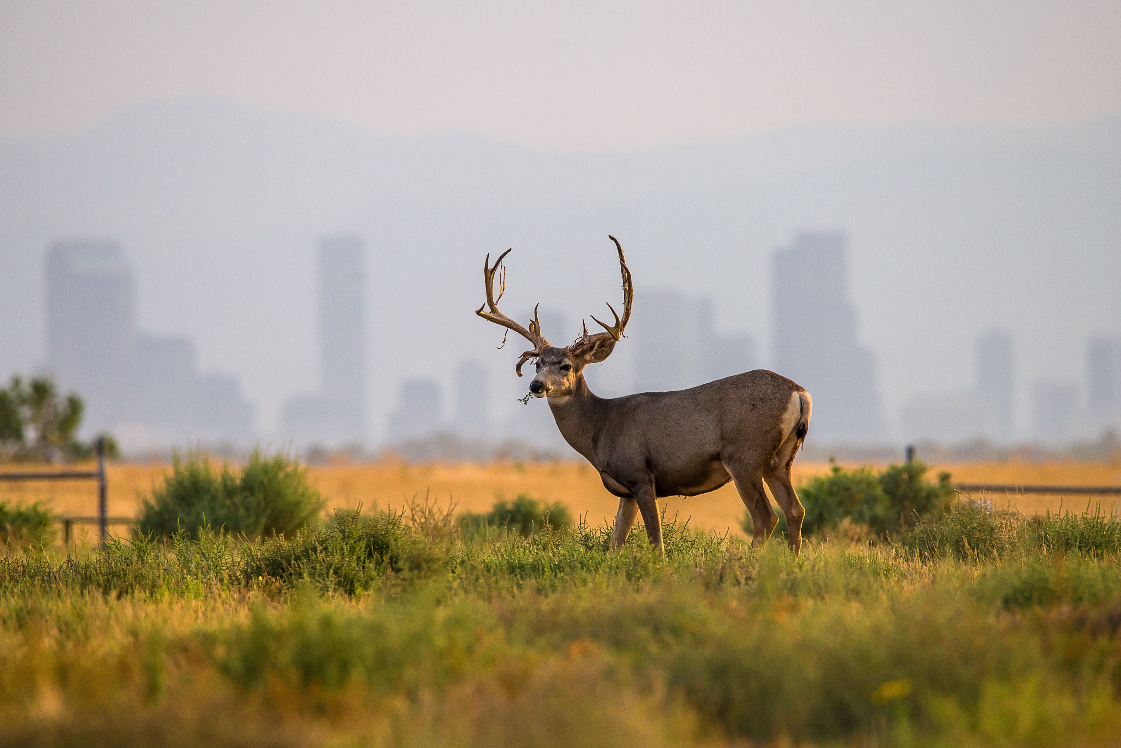 Header image for Rocky Mountain Arsenal National Wildlife Refuge (PL-4)
