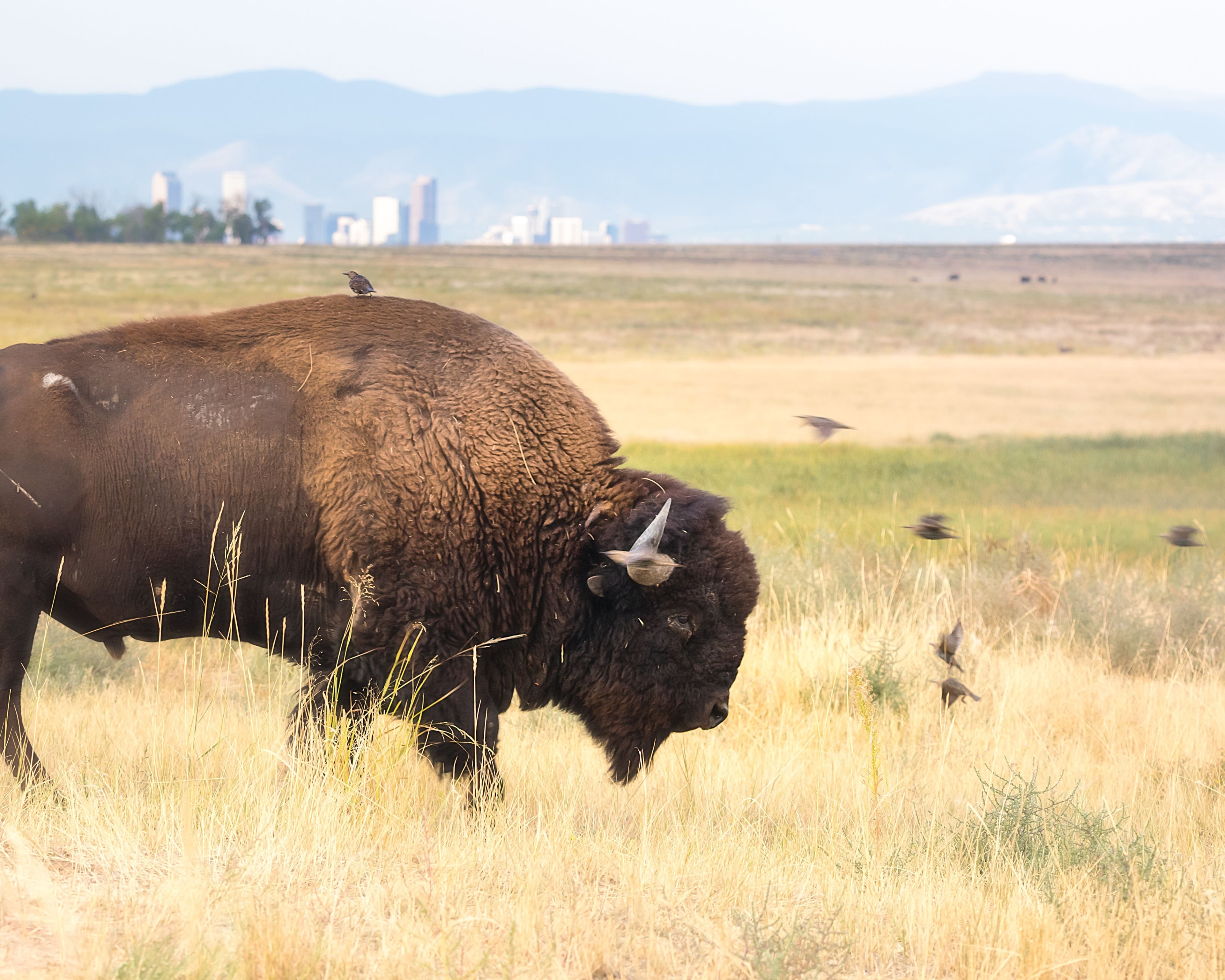 Image for Rocky Mountain Arsenal National Wildlife Refuge (PL-4)