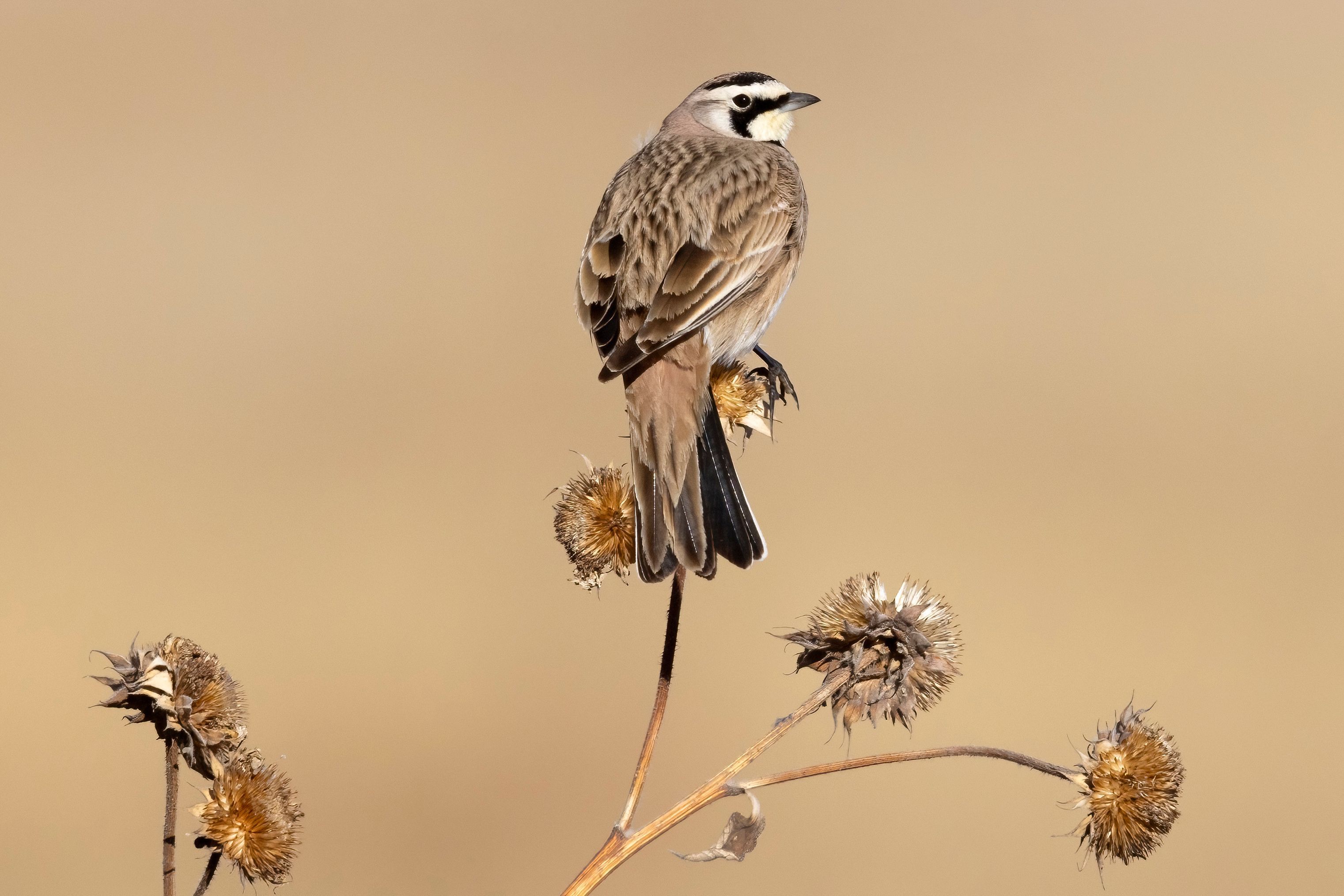 Image for Rocky Mountain Arsenal National Wildlife Refuge (PL-4)