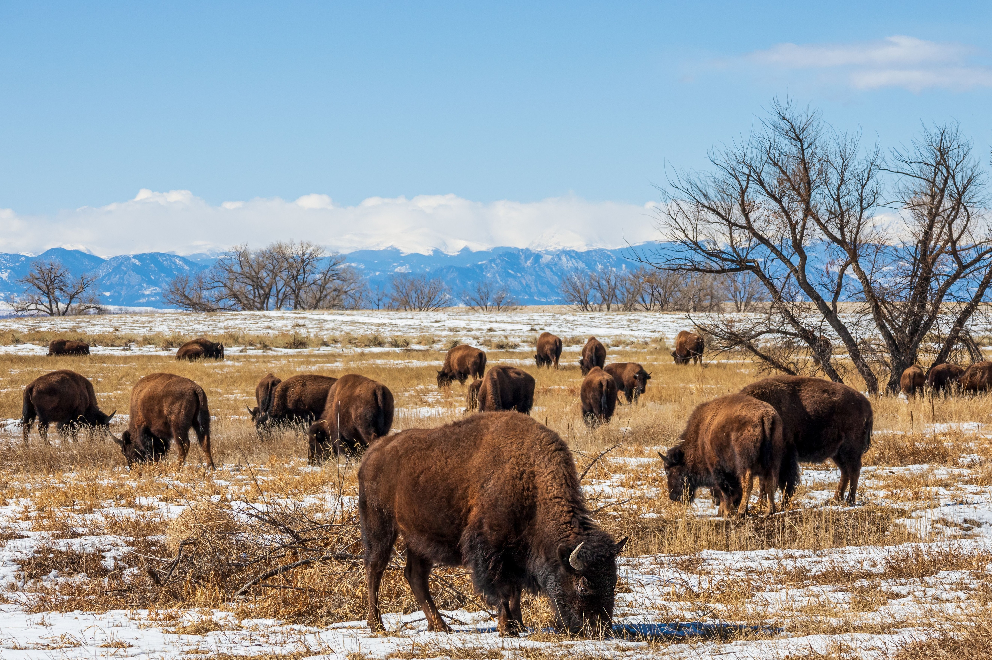 Image for Rocky Mountain Arsenal National Wildlife Refuge (PL-4)