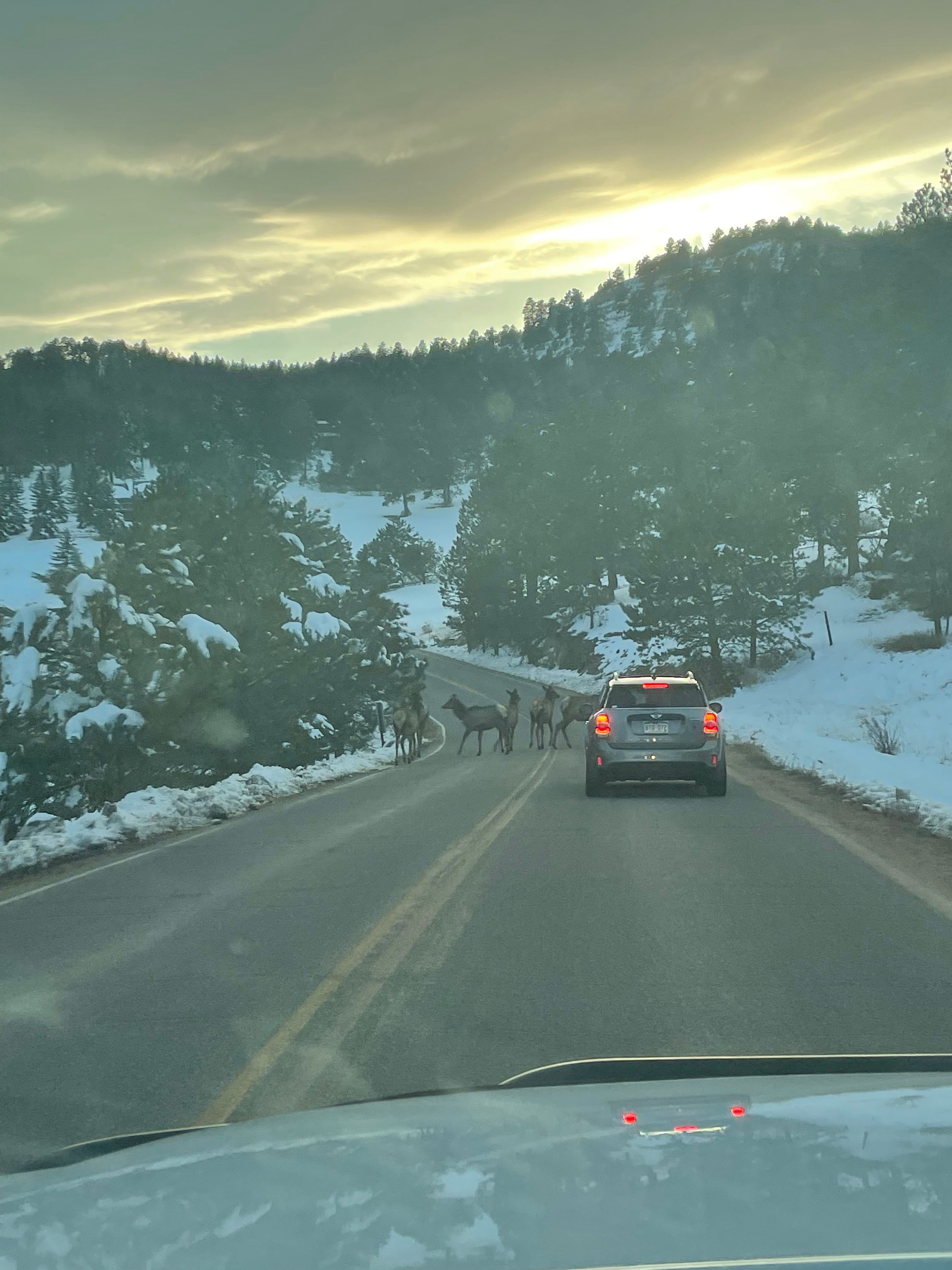 Gallery image for Evergreen (CTY-10)