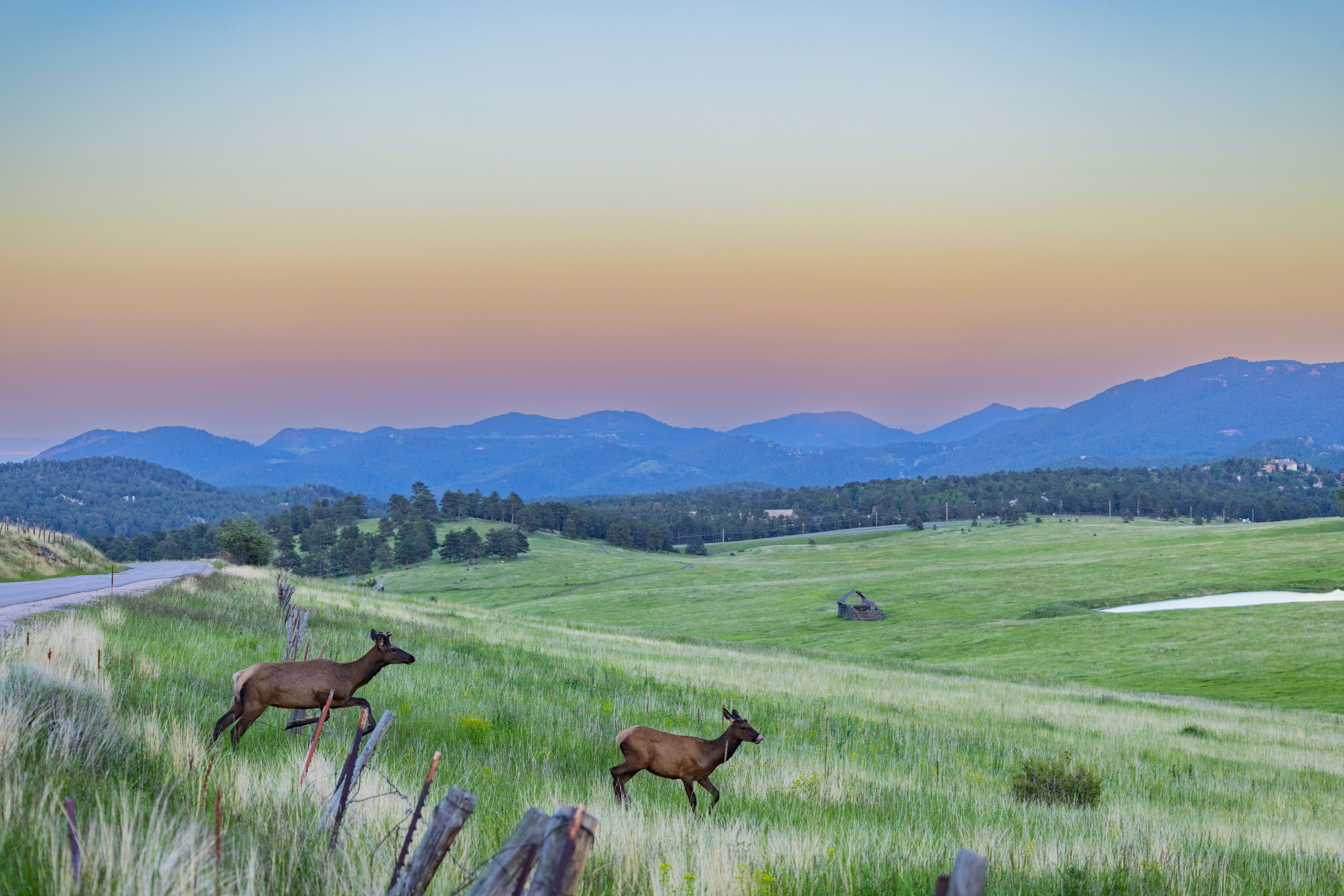 Gallery image for Evergreen (CTY-10)