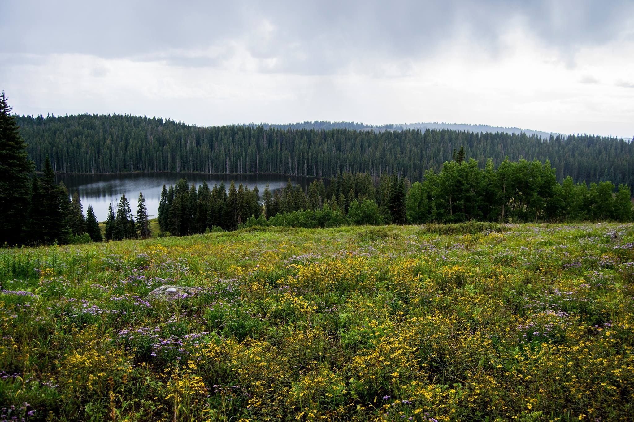 Image for Grand Mesa National Forest (PL-10)
