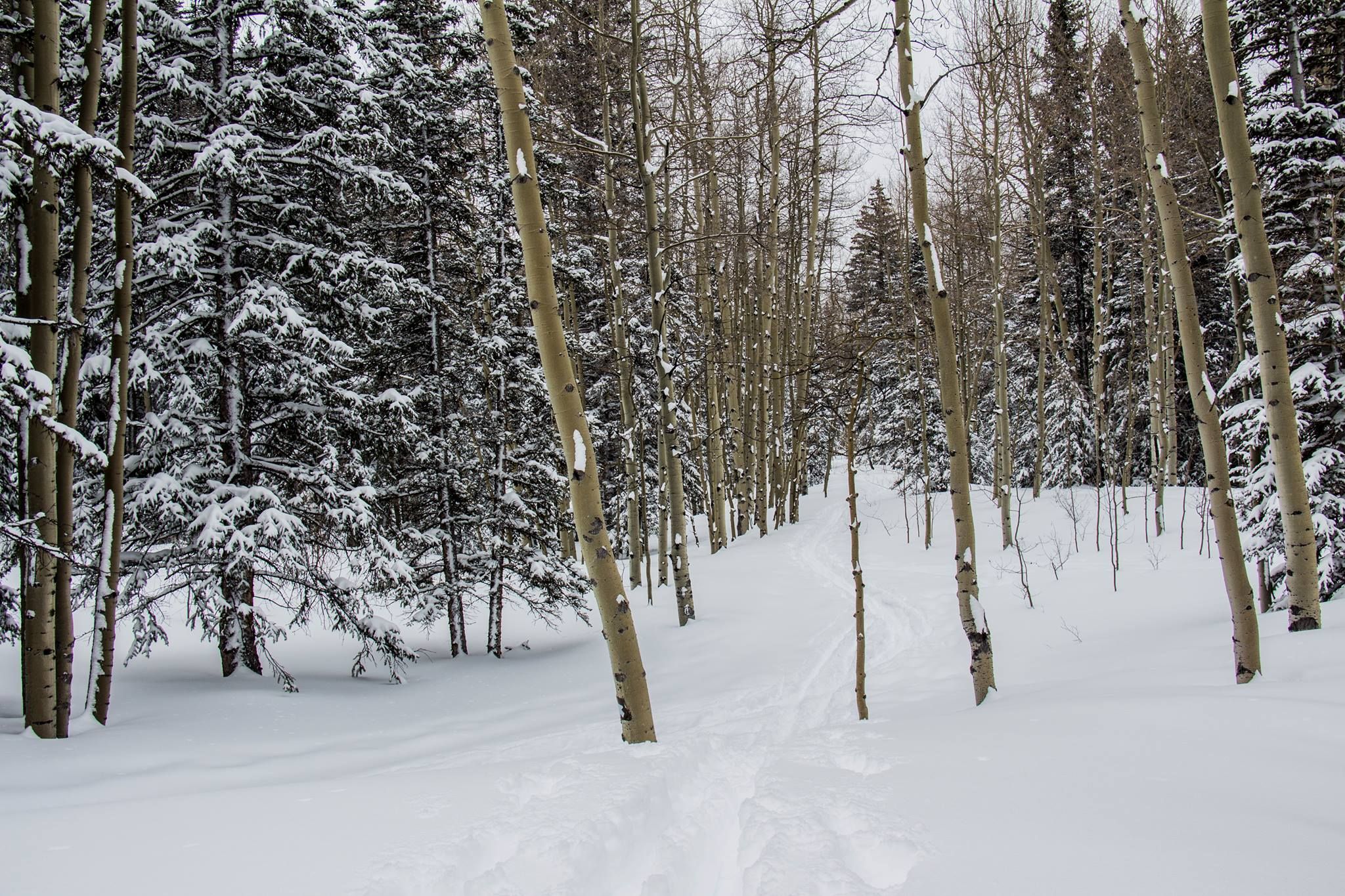 Image for Grand Mesa National Forest (PL-10)