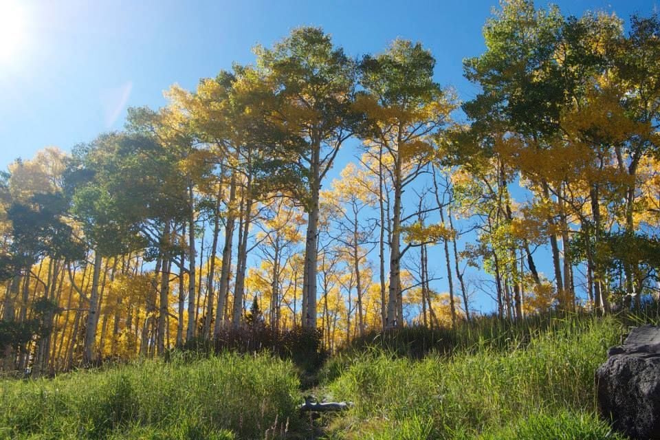 Image for Grand Mesa National Forest (PL-10)