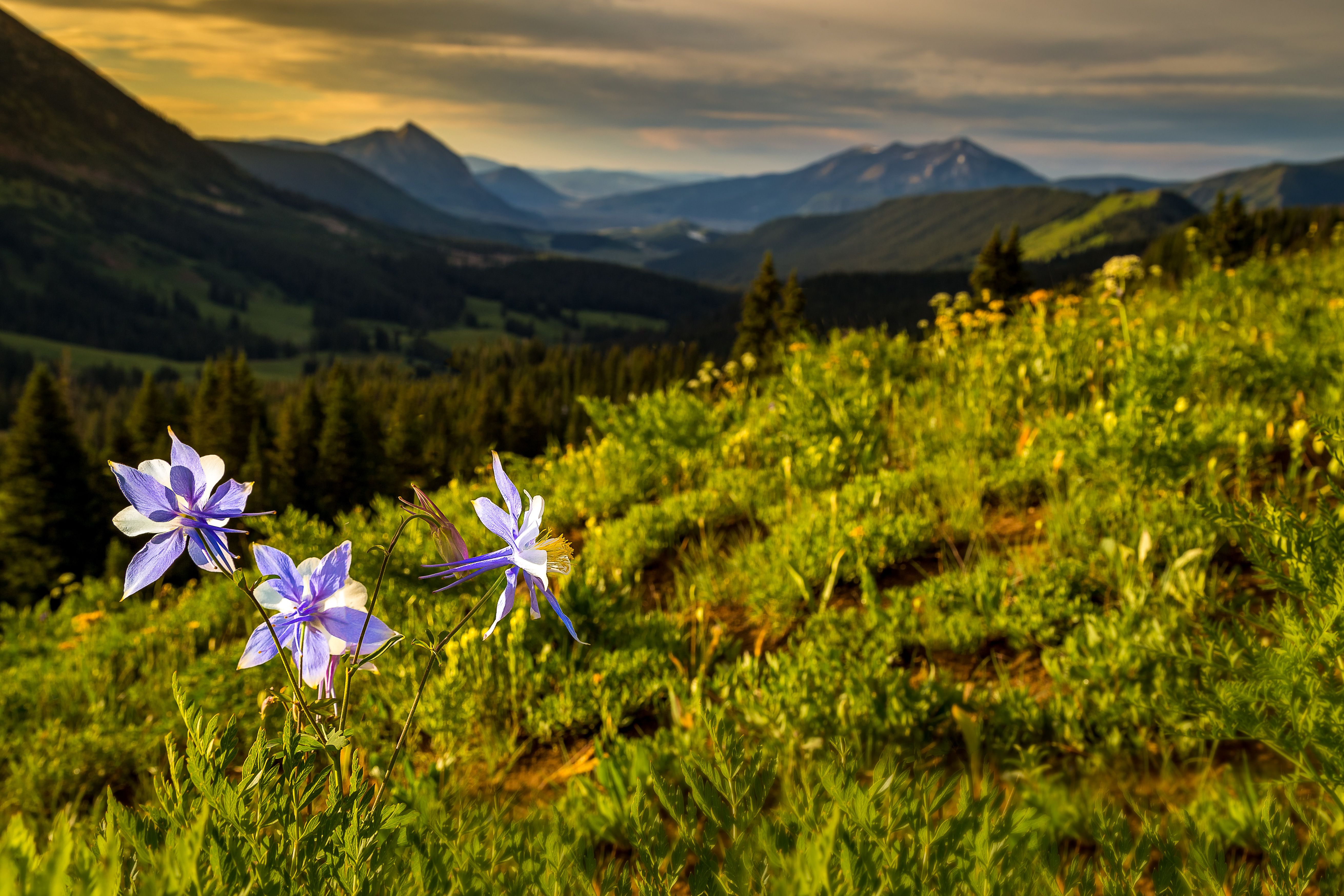 Gallery image for Crested Butte (CTY-12)