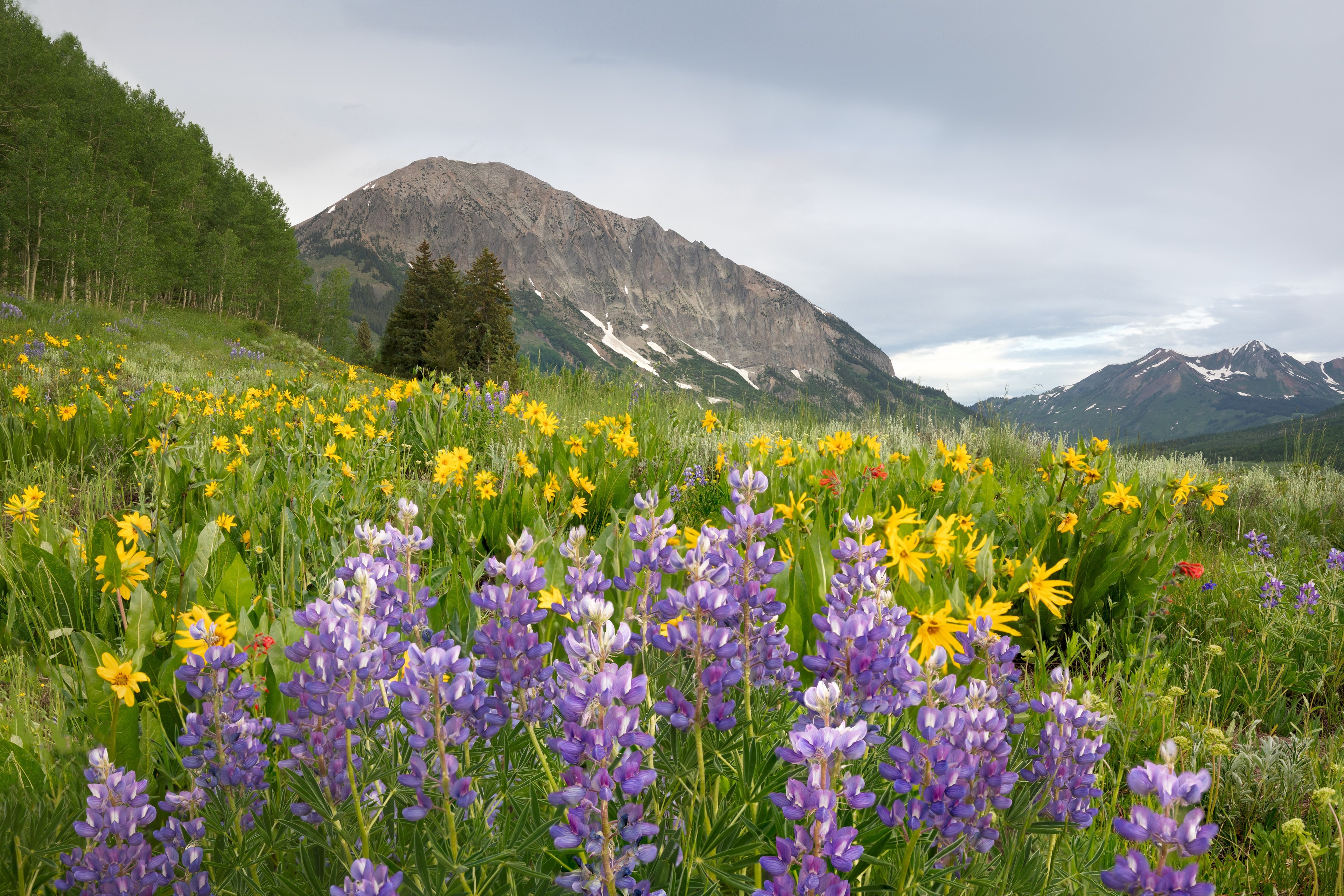 Gallery image for Crested Butte (CTY-12)