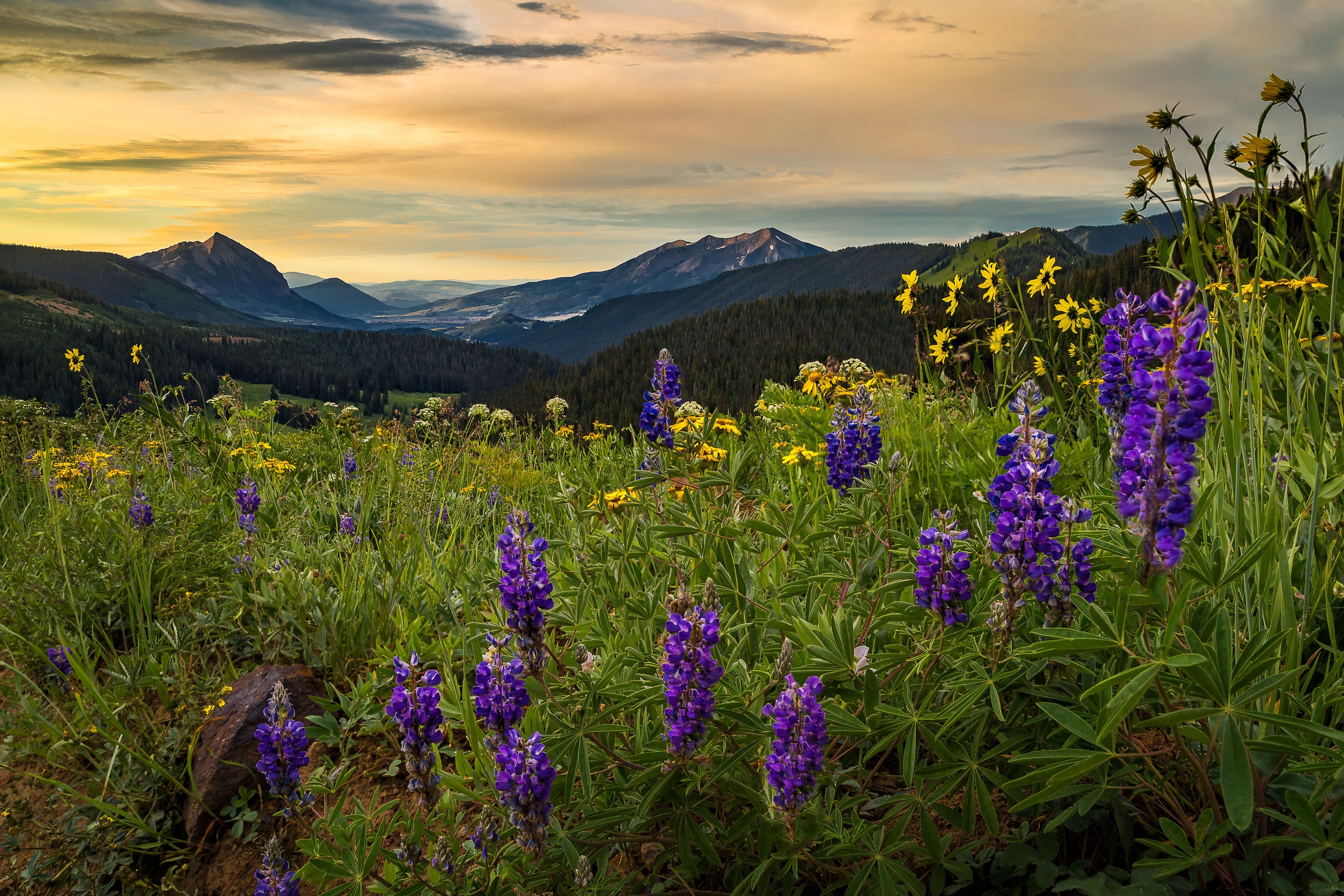 Gallery image for Crested Butte (CTY-12)