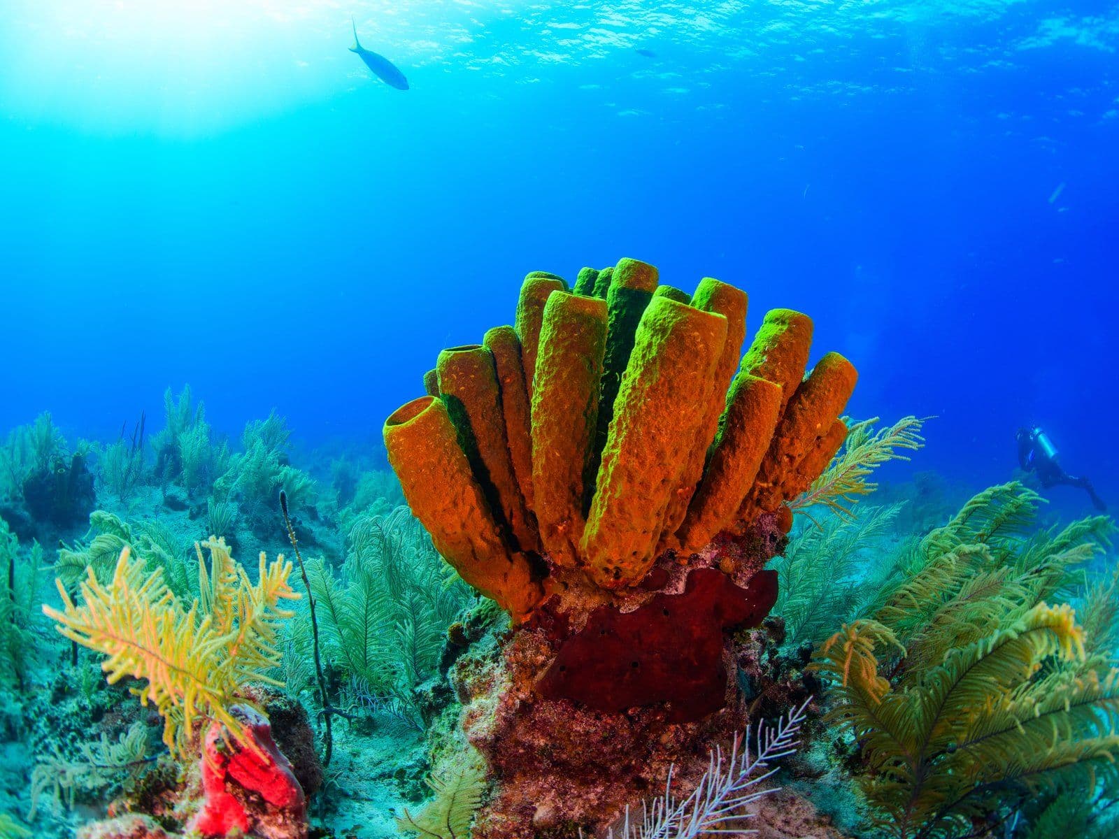 Underwater Paradise